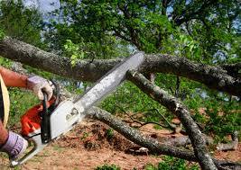 Best Root Management and Removal  in Lebanon, OH