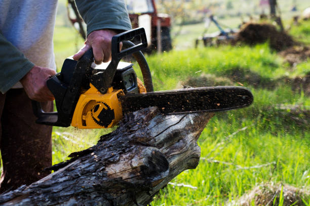 Best Tree Preservation Services  in Lebanon, OH